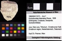 Foto (Objket + Etiketten) von Masticacheles minimus (Fraaije, 2014) 